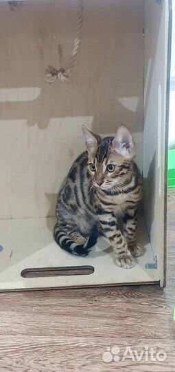 Бенгальская