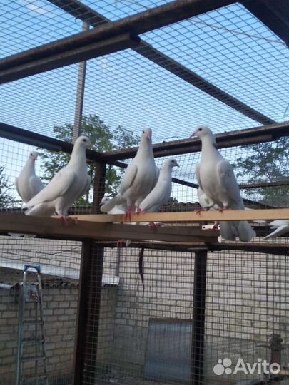 Голуби