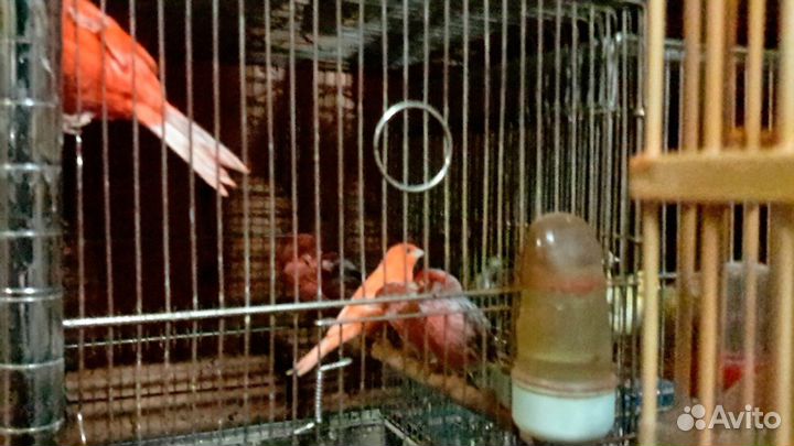 Канарейки красные интенсив и шемель крупной породы