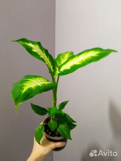Эпипремнумы и диффенбахии сортовые