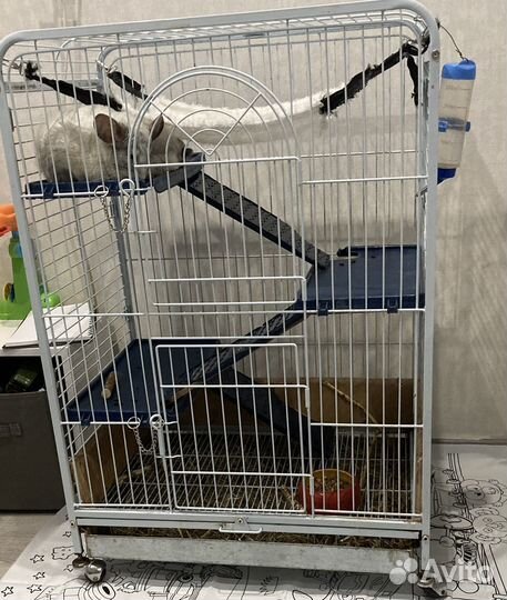 Шиншилла с клеткой