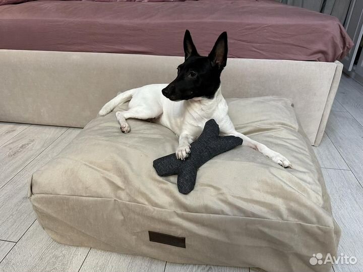 Той фокстерьер