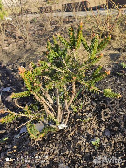 Ель обыкновенная Пуш (Picea abies Pusch)