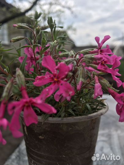 Многолетние садовые цветы