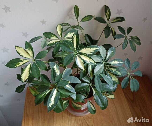 Шефлера вариегатная