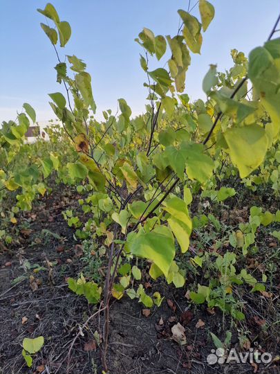 Церсис саженцы