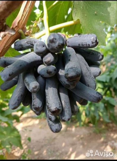 Саженцы винограда