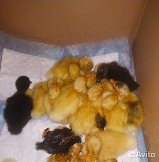 Цыплята Кучинские. Утята. Инкубационное яйцо