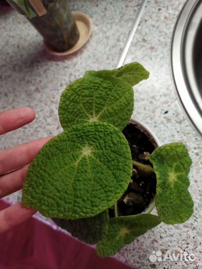 Комнатные сортовые растения