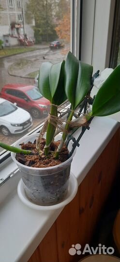 Орхидея каттлея lc. Chyyong Guu Swan Ruby Lip