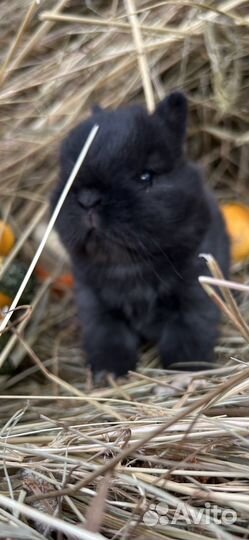 Мини карликовые декоративные кролики