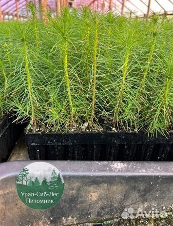 Зкс и окс Сосна Ель Лиственница сеянцы Голуб горн