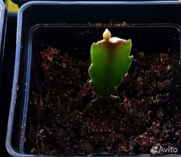 Сортовые декабристы