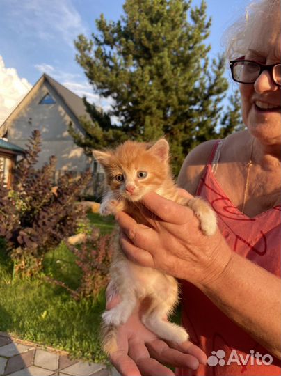 Кошки в добрые руки