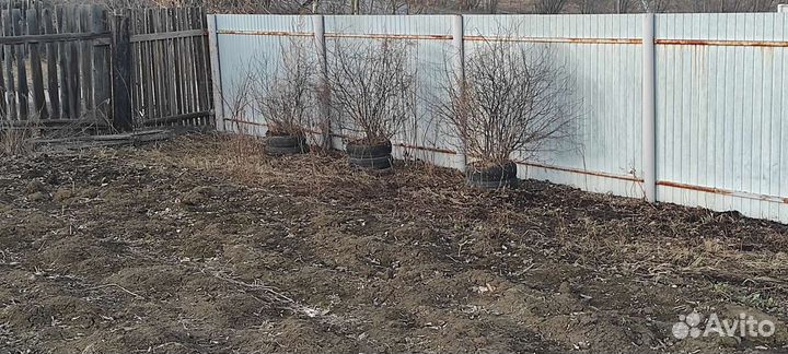 Продаю саженцы вишни