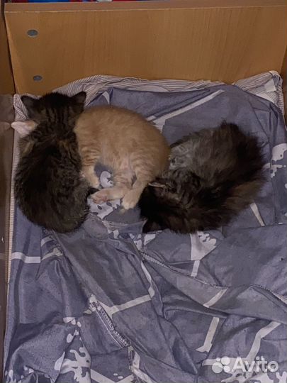 Котята в добрые руки