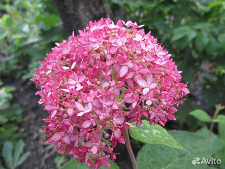 Саженцы. Растения