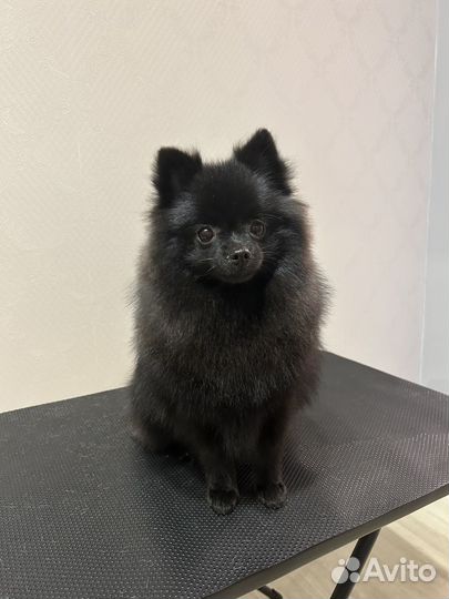 Грумер для питомцев