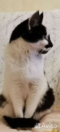 Кошка в дар