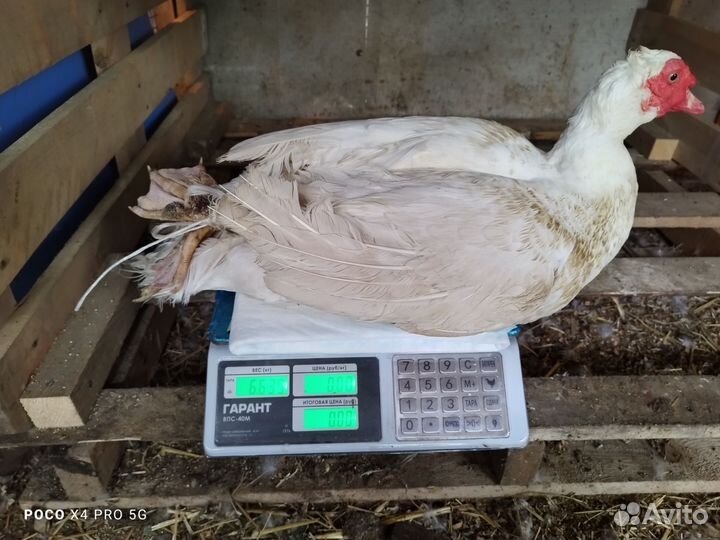 Селезень индоутки