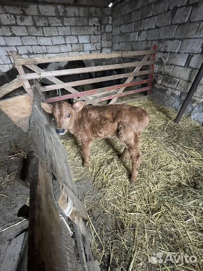 Бычок бычки телята теленок