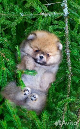 Померанский шпиц медвежьего типа