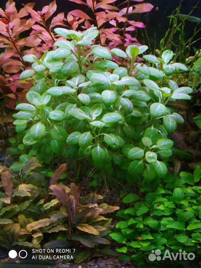 Аквариумные растения