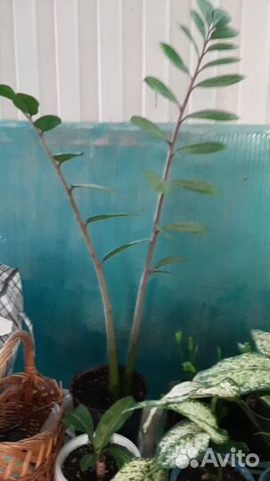 Комнатные растения