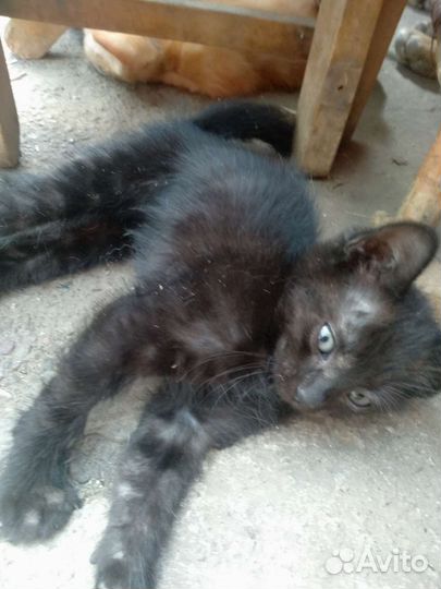 Кошки и коты в добрые руки