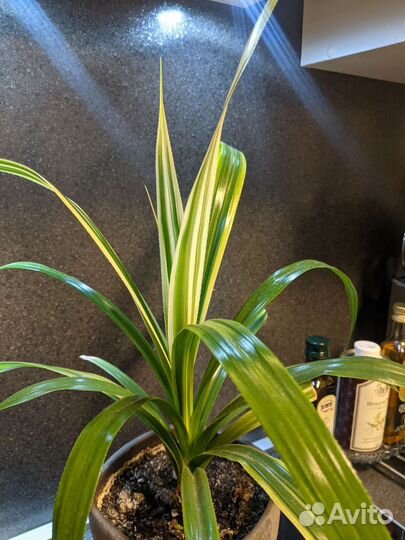 Панданус вариегатный