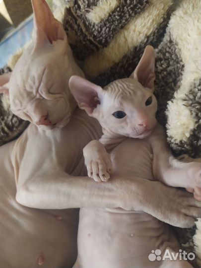 Донской сфинкс котята