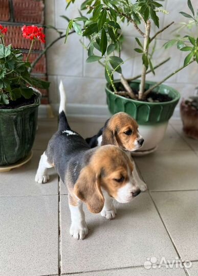 Бигль,щенки