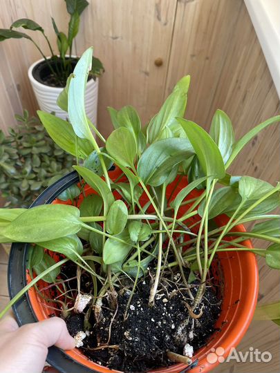 Дримиопсис отростки