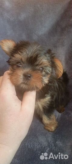 Йоркширский терьер