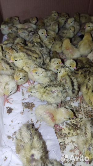 Перепела техас