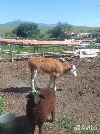 Телёнок и ягнёнок