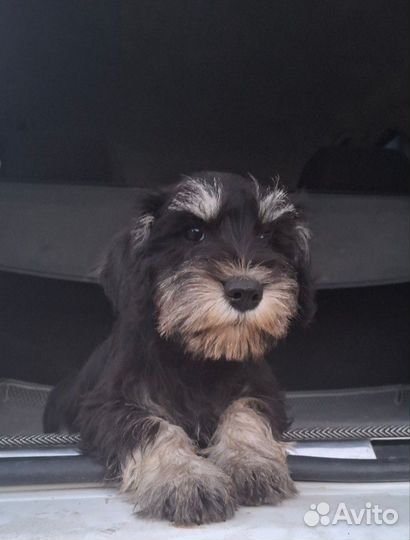 Цвергшнауцер щенки