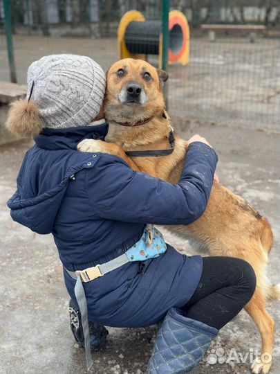 Собака в добрые руки