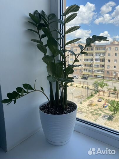 Замиокулькас