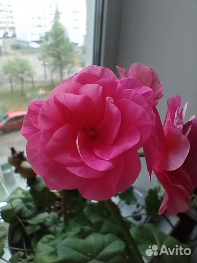 Пеларгония герань