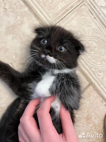 Вислоухий котенок мальчик