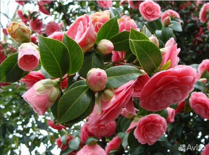 Камелия роза японская. Вечно зеленые