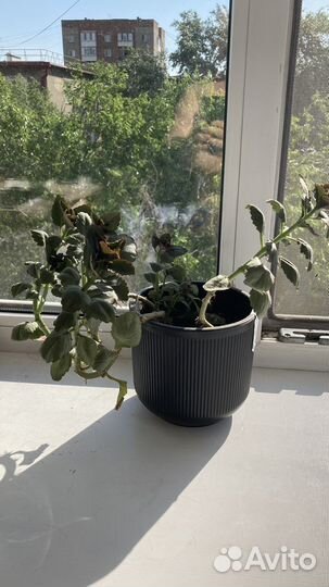 Комнатные цветы