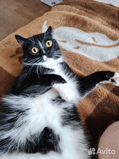 Отдам в добрые руки, а то останется на улице