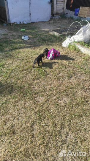 Немецкий ягдтерьер