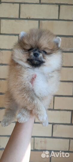 Померанский шпиц