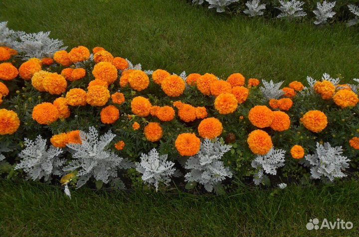 Саженцы цинерария