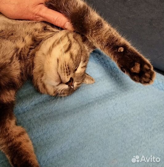 Молоденький котик