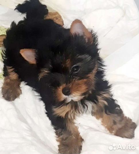 Йорик супер мини