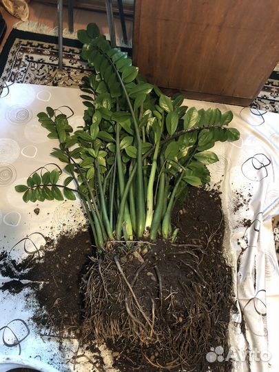 Замиокулькас